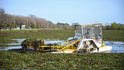 avanza la limpieza de la laguna de san vicente: refuerzan las tareas para sacar las plantas