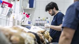 longchamps: haran castraciones gratuitas por un mes con un punto fijo de zoonosis