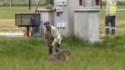 brutal agresion a un carpincho en un country de canning