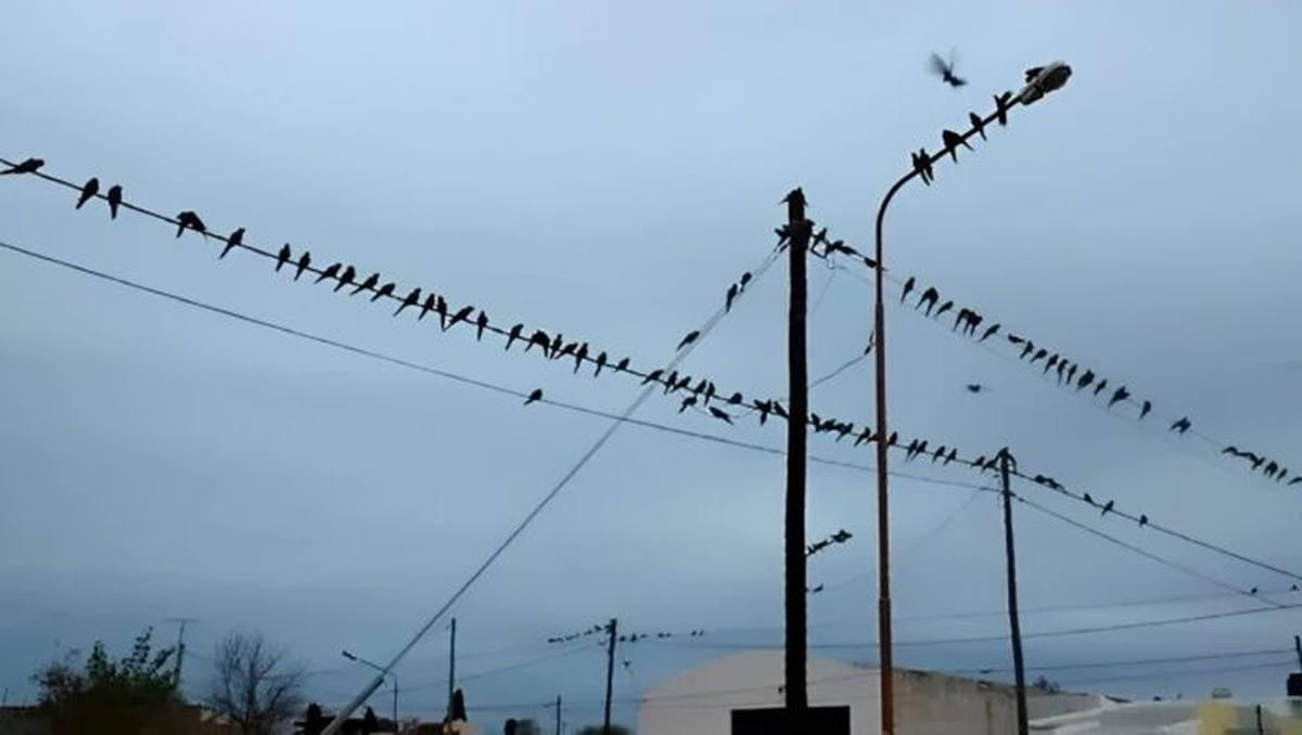 Hilario Ascasubi es una localidad de la provincia de Buenos Aires que est&aacute; plagada de loros barranqueros.