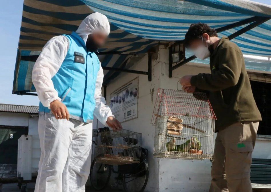 Los agentes rescatan loros enjaulados en la Villa 31.