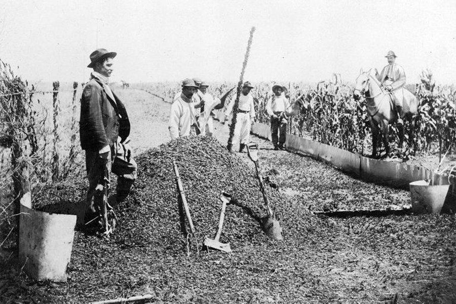 Vecinos de Lomas de Zamora trabajando para combatir a las langostas.