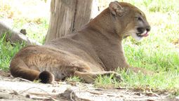 alerta por puma suelto en el perimetro de un country de canuelas: la policia ya esta trabajando en la zona