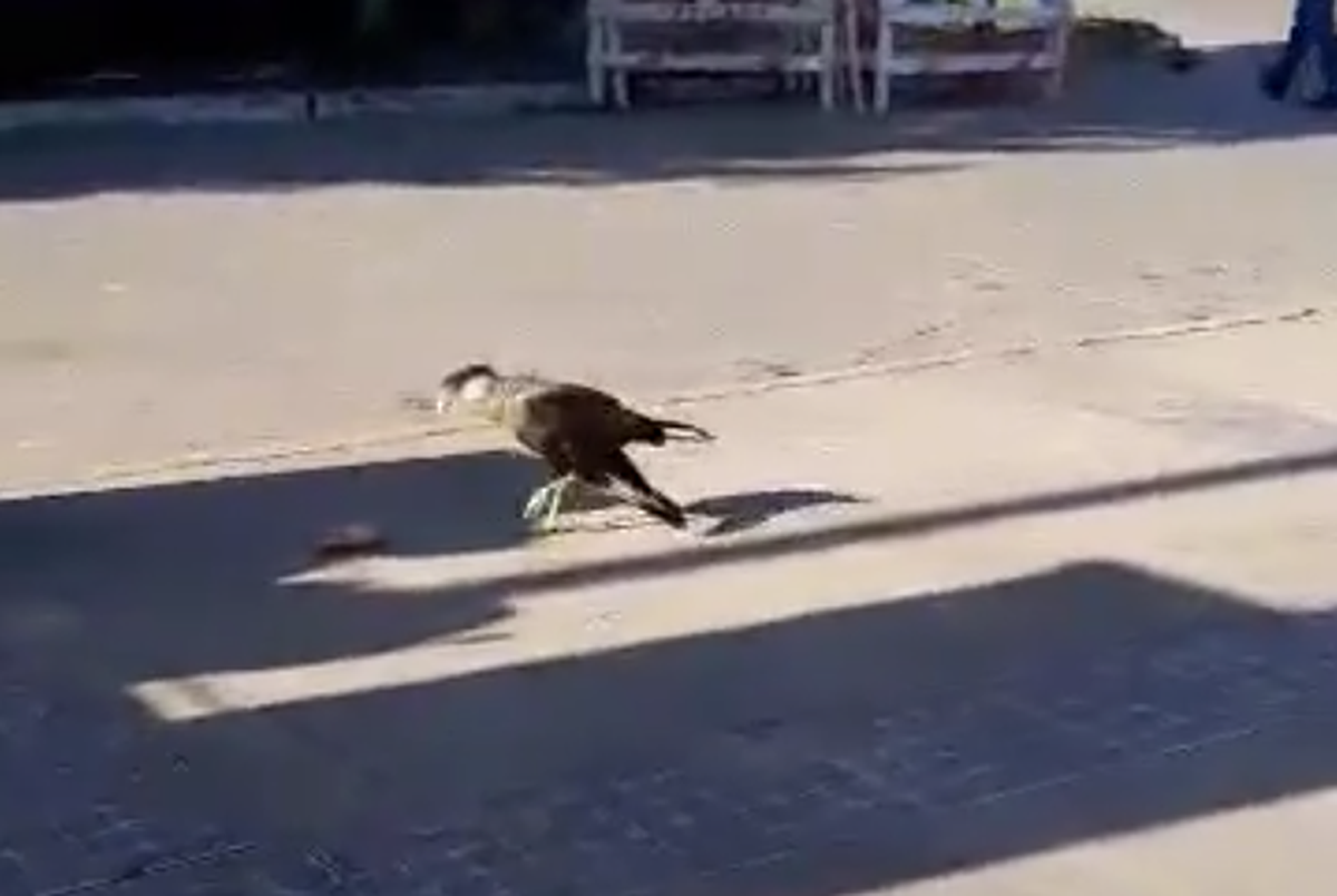 El carancho fue visto hoy entre las calles Bolivia y Florida, Alejandro Korn.