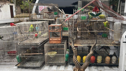 desbarataron una red de trafico ilegal de fauna que operaba en lomas de zamora y almirante brown