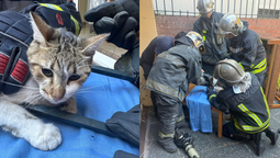 los bomberos voluntarios de lomas rescataron a un gato atrapado en una reja