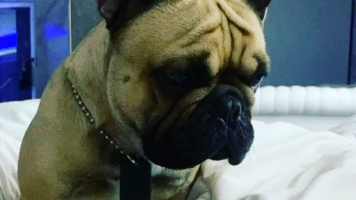 Kupper, el perro del empresario hallado desmembrado en Lomas de Zamora.