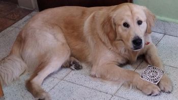 San Vicente: una familia denuncia que tienen secuestrado su perro