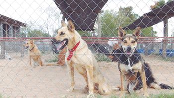 El destino de los perros discapacitados en El Campito Refugio: Trabajamos por finales felices