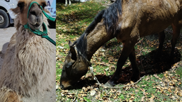 aprovecharon la fiesta de alejandro korn para vender paseos en llamas: termino con un operativo por maltrato animal