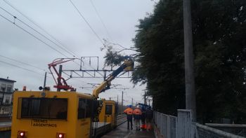 El Tren Roca circuló limitado por la caída de un árbol en El Jagüel: llegaba hasta Temperley