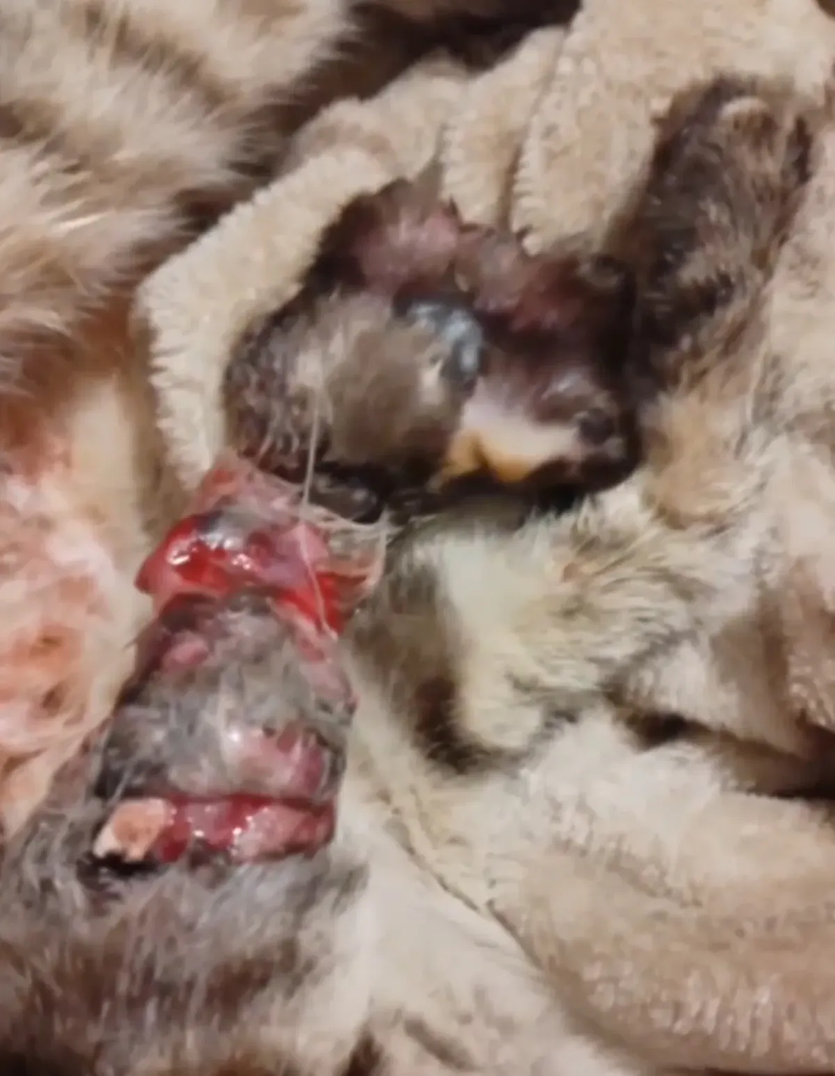 La joven de Lomas de Zamora fue denunciada por primera vez en 2022. 