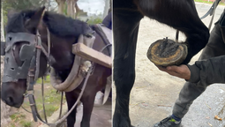 dos carreros detenidos en alejandro korn: iban en un caballo sin herraduras