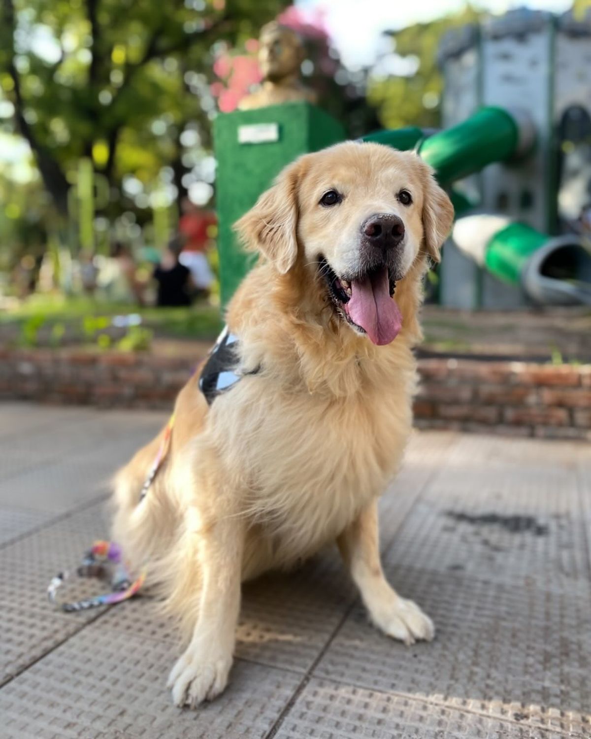 Milo, el perro de Banfield que se hizo viral en TikTok.