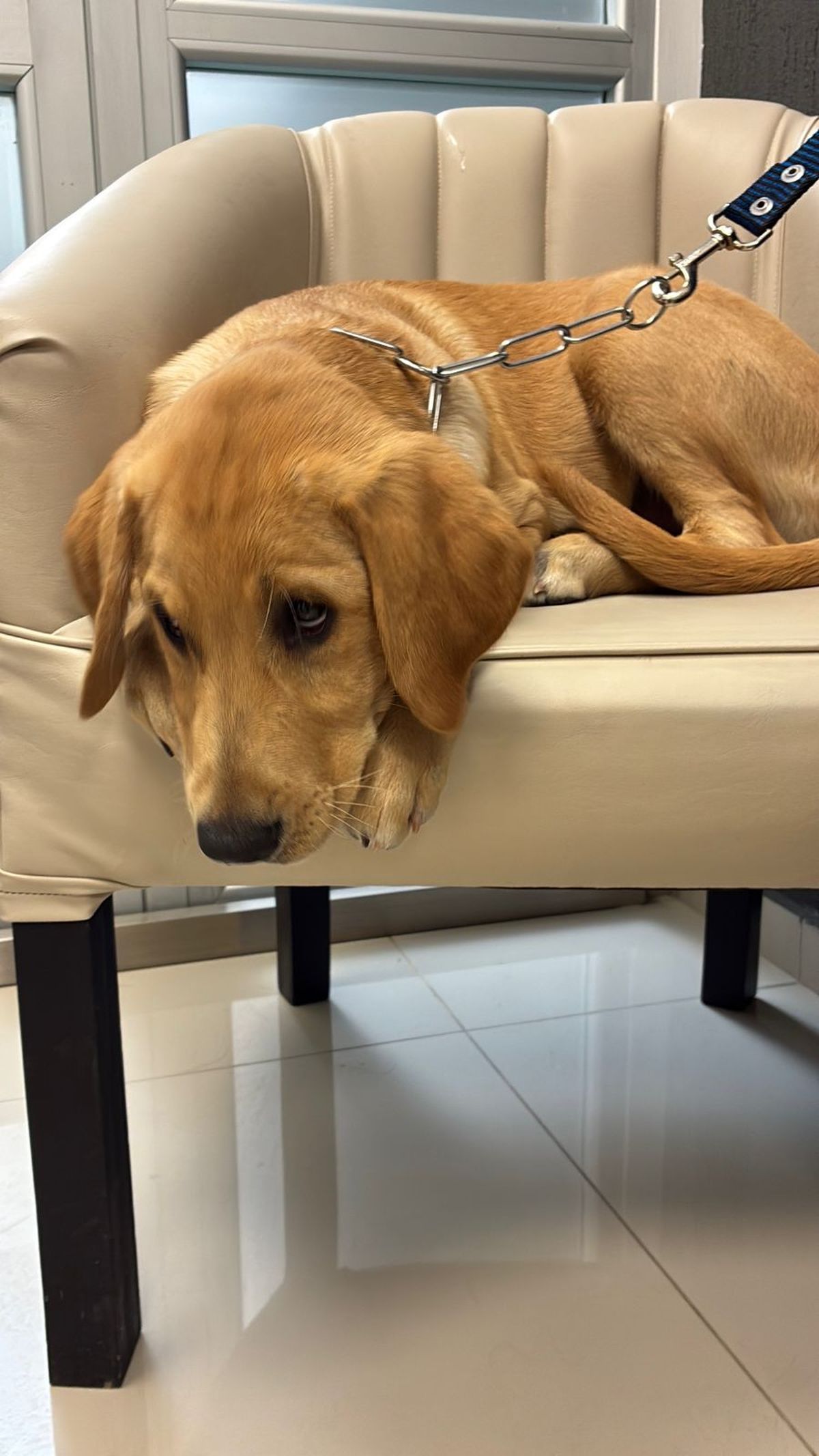 Tor está siendo entrenado como perro de soporte emocional para situaciones complejas.