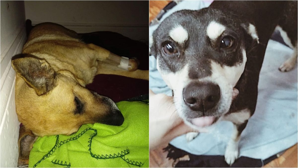 Las perras rescatadas por el refugio.