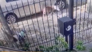 Vecinos denuncian que dos pitbulls sueltos atacan mascotas en medio de la calle en Bernal
