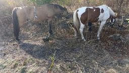 robaron caballos de un centro de equinoterapia de san vicente y cayeron en guernica