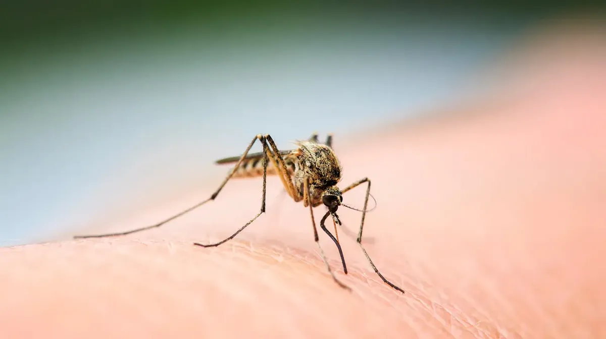 La enfermedad se transmite a trav&eacute;s de picaduras de mosquitos.