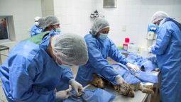 almirante brown: zoonosis funcionara en una nueva sede en don orione desde marzo