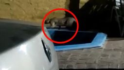 alerta por un puma suelto en longchamps: lo filmaron en el patio de una casa