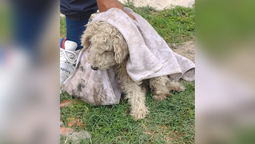 lomas: operativo de rescate de un perro que cayo a un arroyo