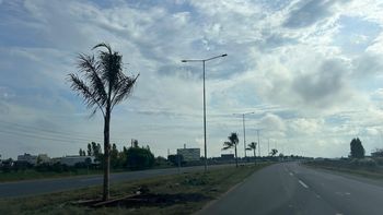 Colocaron 50 palmeras en el acceso a San Vicente por la Ruta 58