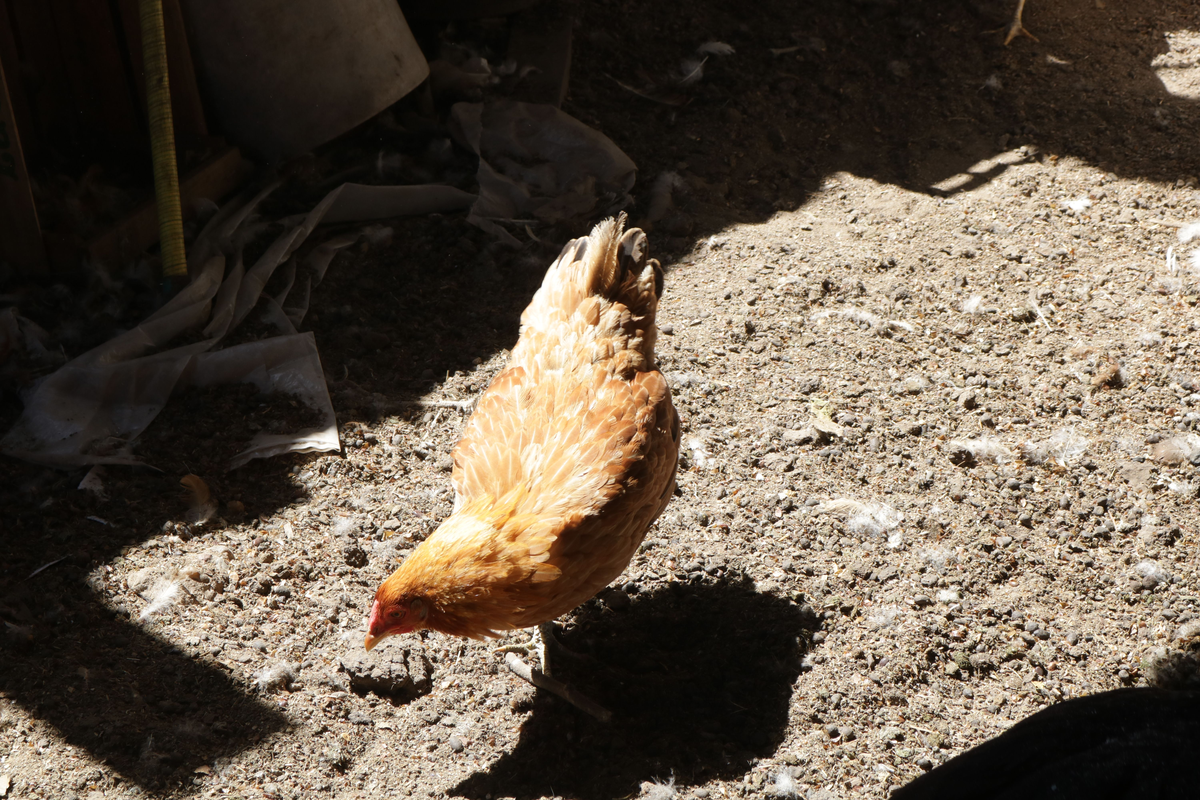 Las gallinas que no están encerradas y se mueven con libertad son consideradas “felices”.  