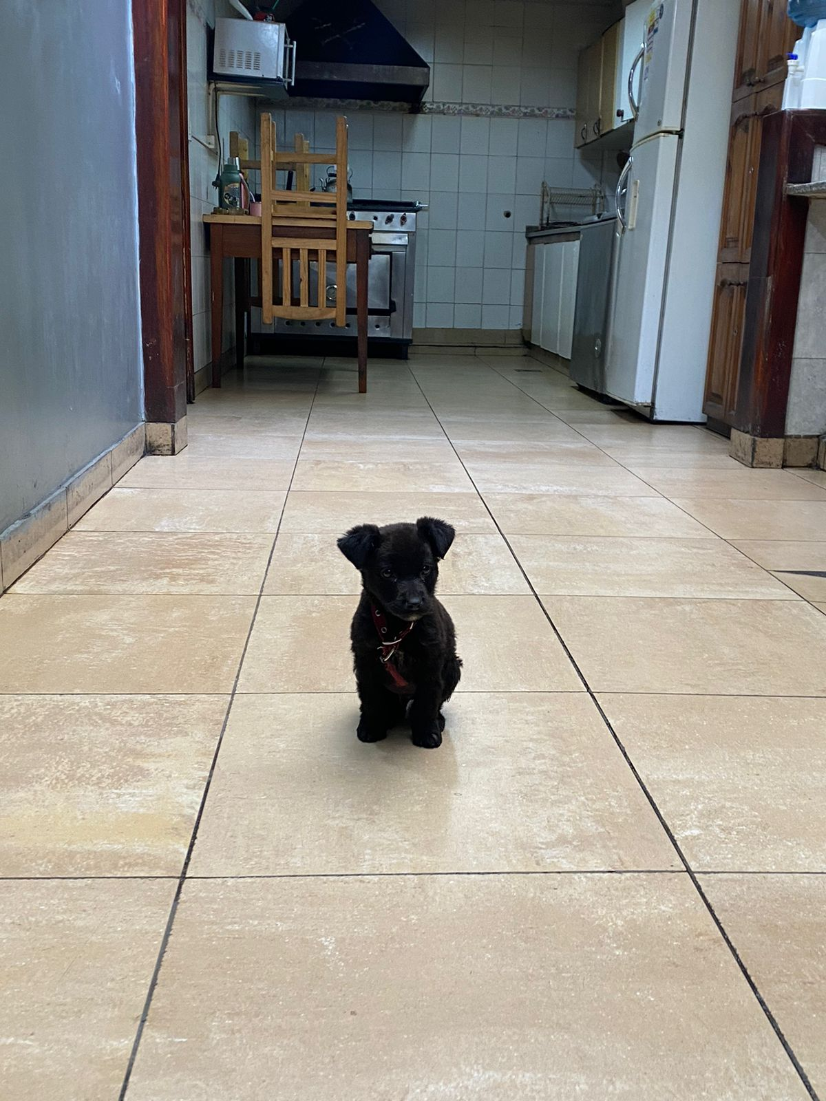 El perrito se encontraba en el Cuartel Central de Esteban Echeverría desde hace 15 días. 