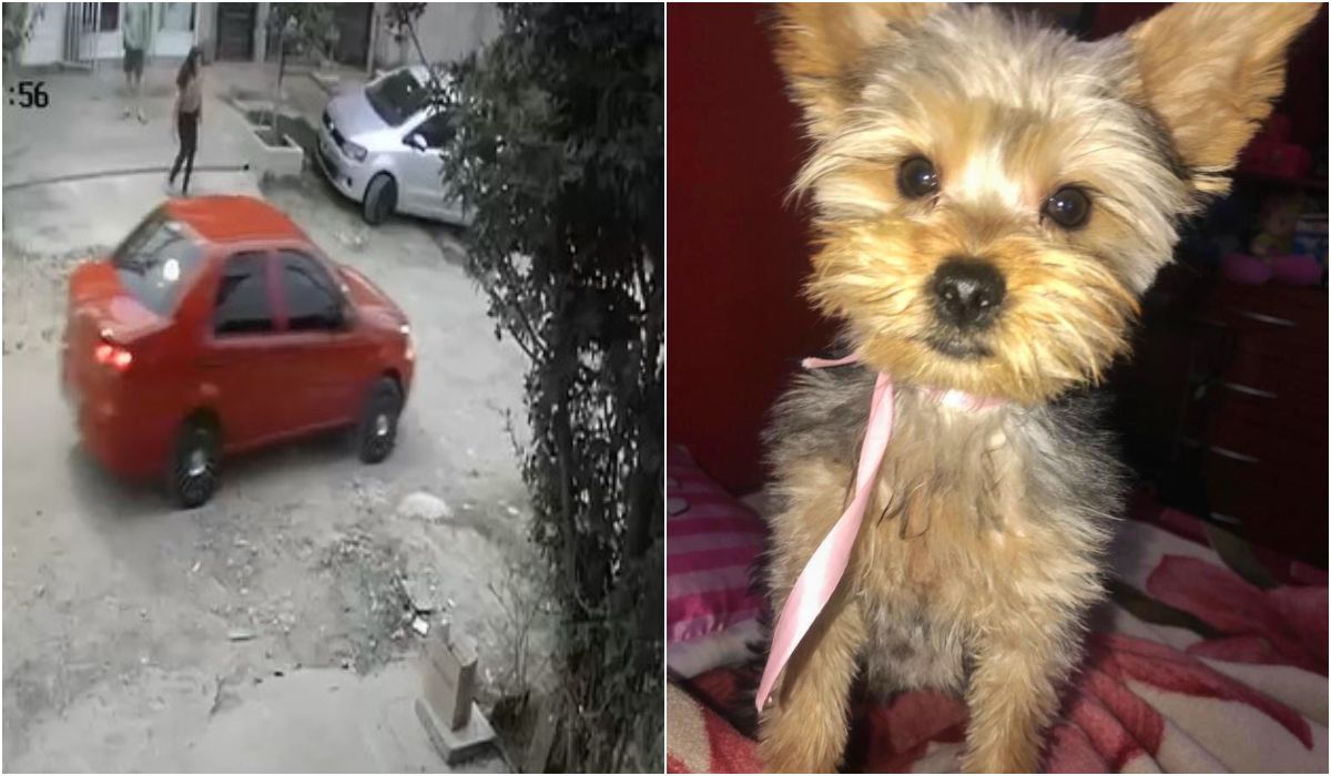 Atropelló y mató a una perra en Lomas: quedó filmado y ahora lo buscan