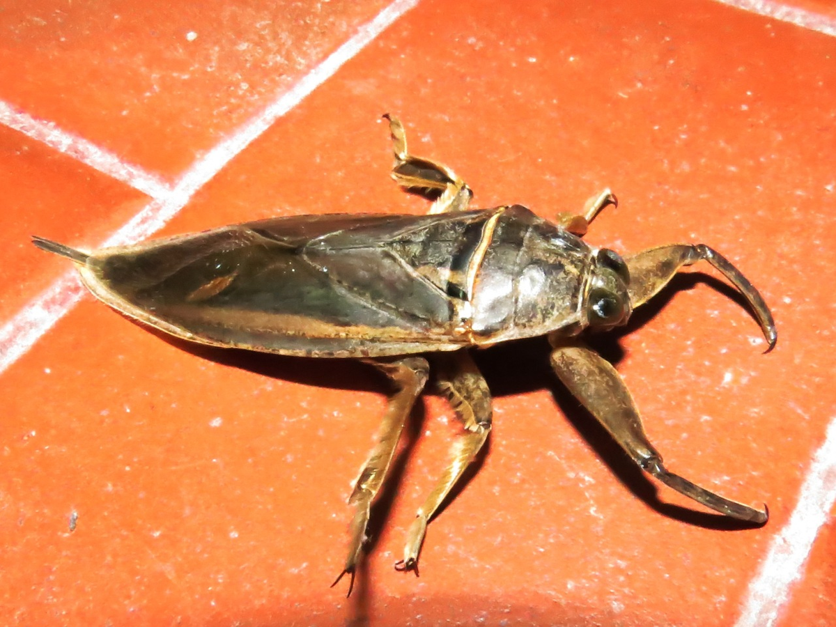 Según detalló el especialista, estos insectos pertenecen a distintos géneros y uno de los más grandes es el Lethocerus. Según detalló el especialista, estos insectos pertenecen a distintos géneros y uno de los más grandes es el Lethocerus.