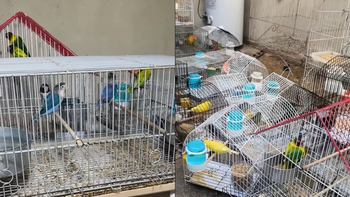 Allanamiento en Lanús por venta de aves: rescataron 40 ejemplares silvestres