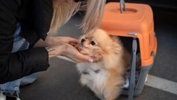 el gobierno habilito viajar con mascotas en trenes y micros de larga distancia