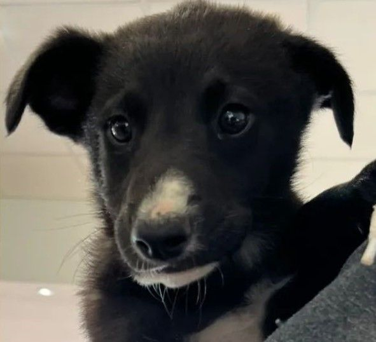 Tolo, uno de los perros del refugio “San Francisco de Asís”.