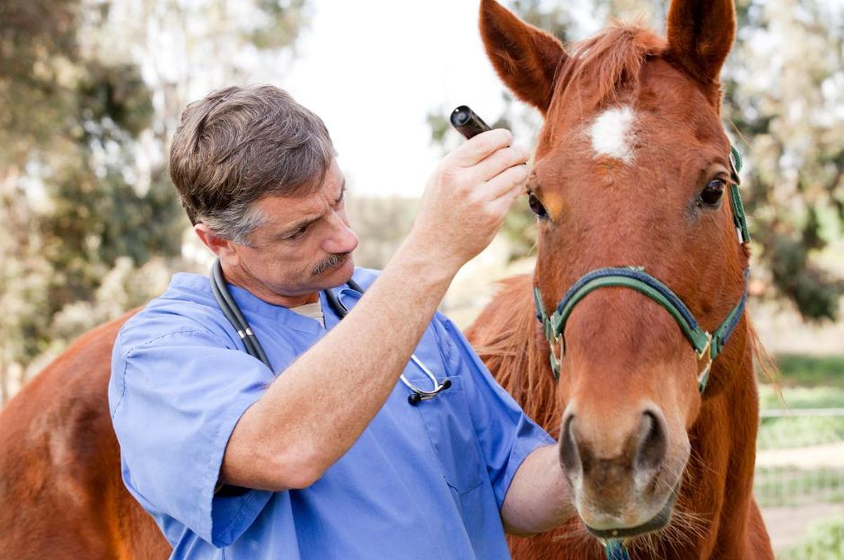Encefalomielitis Equina: la vacuna vuelve a ser obligatoria