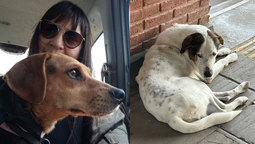 el jagüel: hace alisados a cambio de alimentos balanceados para perritos callejeros