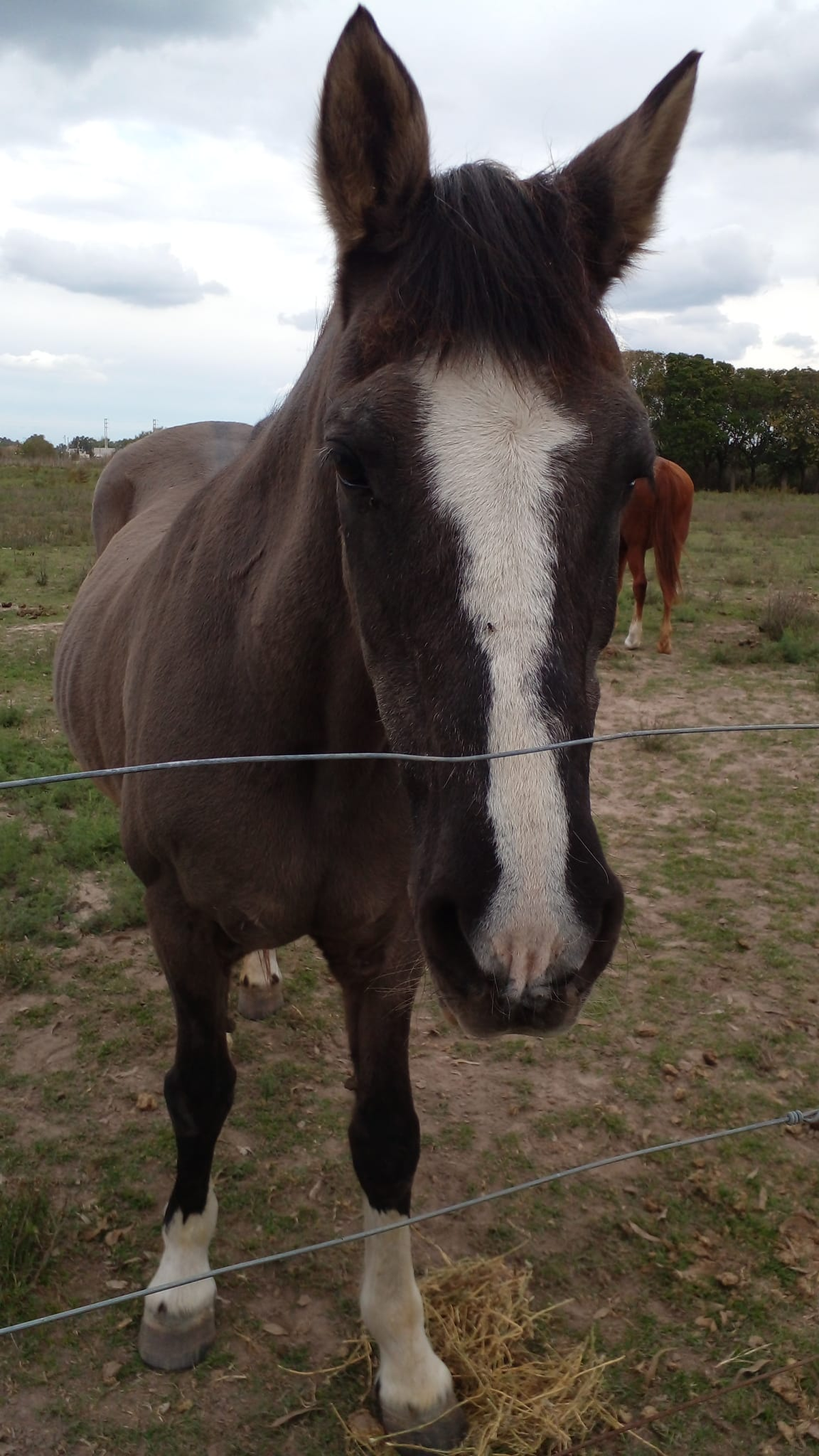 Uno de los caballos rescatados por ACMA.