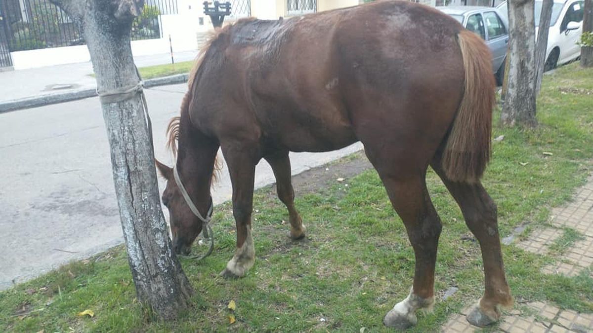Rescataron a un caballo y detuvieron a dos personas por robo y maltrato animal en Turdera.