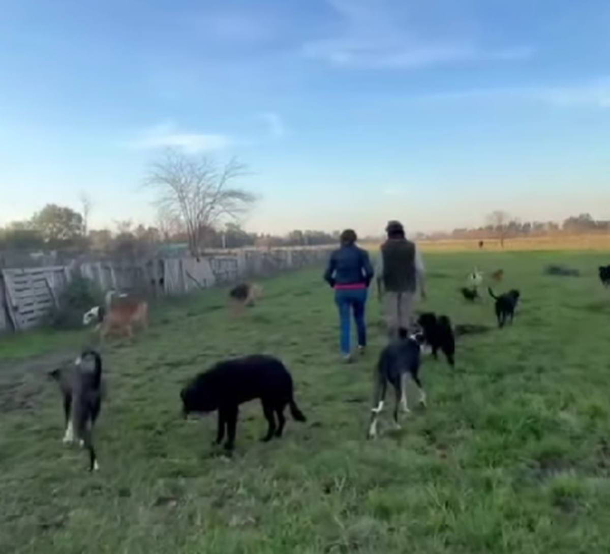 El refugio recibe actualmente a más de 350 perros.