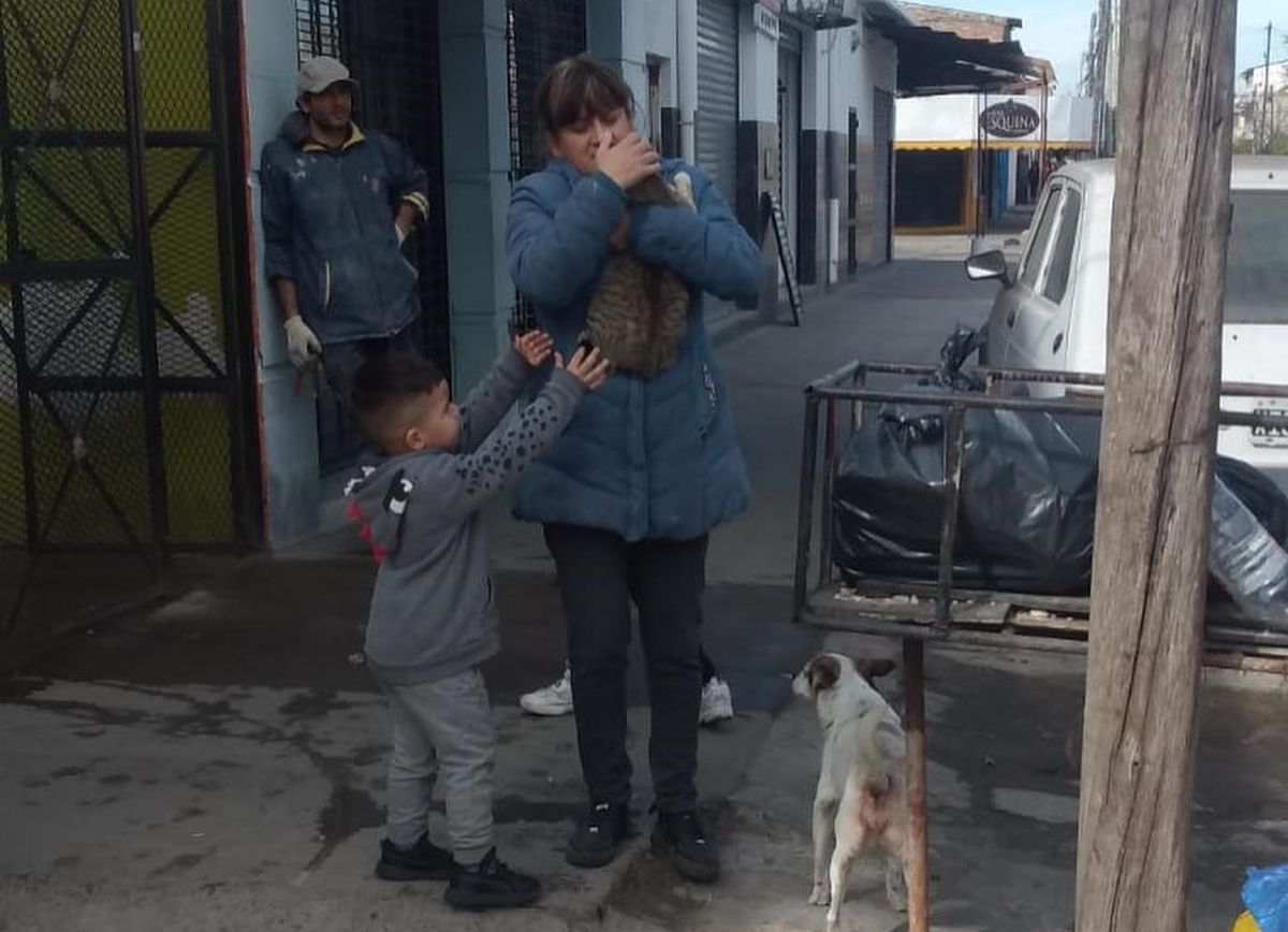 El gato a salvo, tras el rescate de los bomberos.