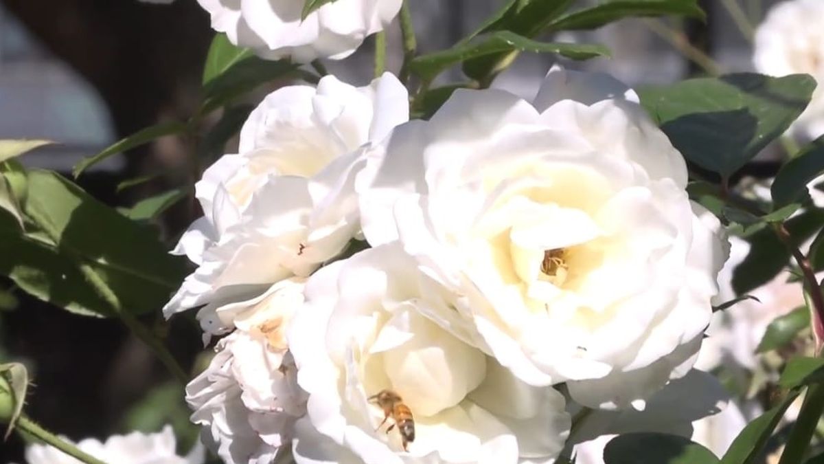 muestra traición sonriendo Intensa presencia de abejas en Monte Grande: la explicación de los expertos