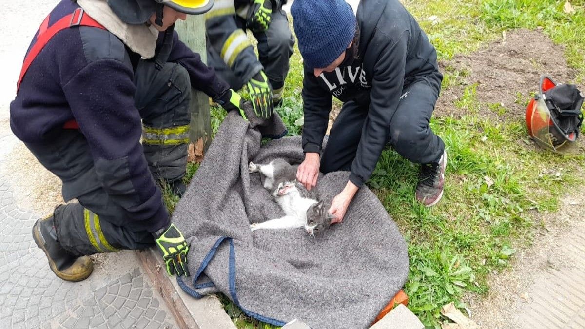Dramático rescate de una gatita en Luis Guillón: tuvieron que amputarle una pata