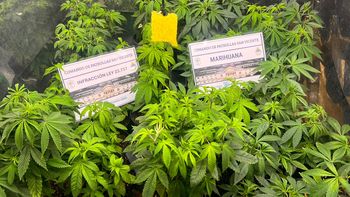 San Vicente: allanaron un indoor con más de 50 plantas de marihuana