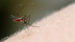 medicos bonaerenses advierten sobre riesgo de epidemia de dengue y proponen un plan