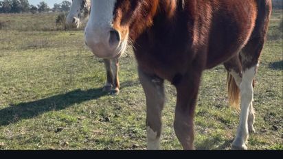 El chancho de San Vicente adoptado por una familia que ahora 