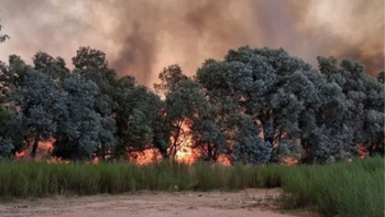 Incendio de pastizales en Ezeiza: trabajan varias dotaciones de Bomberos cerca de la autopista Presidente Perón