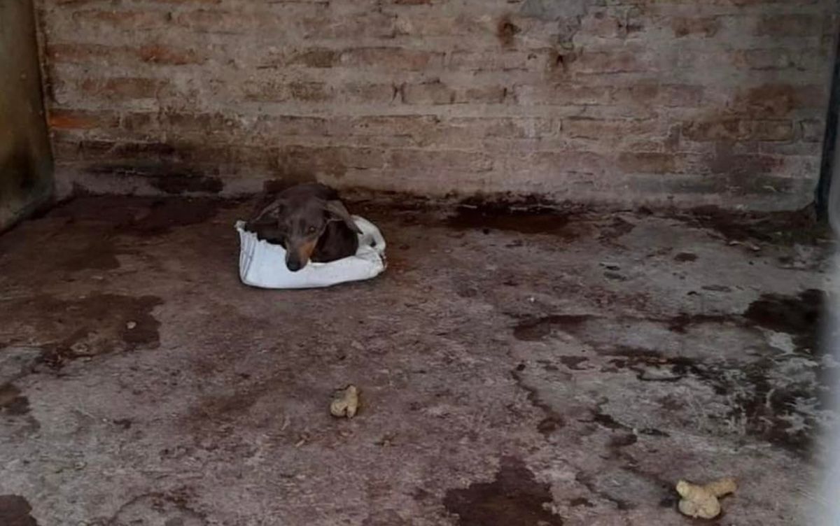 Así encontraron a uno de los perros en Temperley.