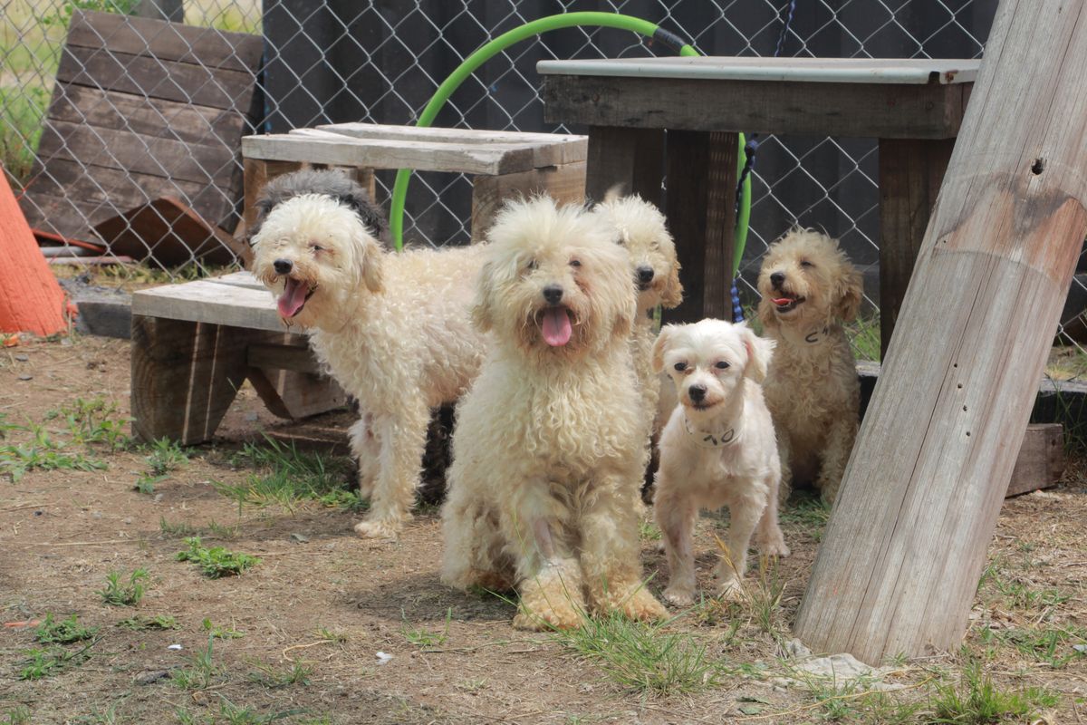 El Campito de Monte Grande refugió a 42 de los perros rescatados en el criadero trucho de Adrogué