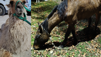 Aprovecharon la fiesta de Alejandro Korn para vender paseos en llamas: terminó con un operativo por maltrato animal