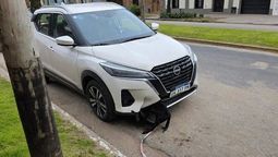 san vicente: una escribana fue demorada por circular con un perro atropellado en el paragolpes de su auto